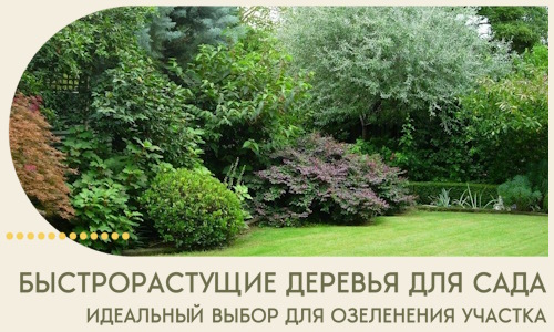 Быстрорастущие деревья для сада идеальный выбор в Арзамасе