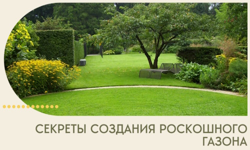 Секреты создания роскошного газона в Арзамасе